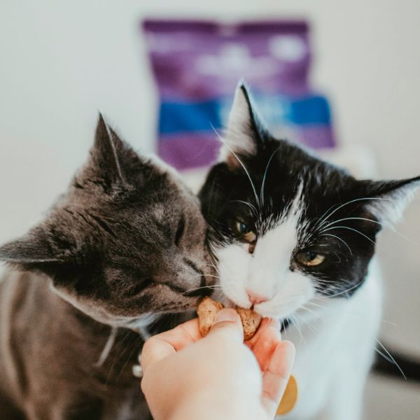 two cats eating freeze-dried raw