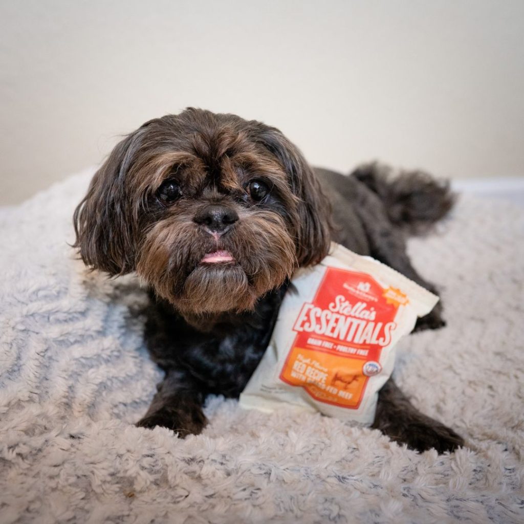 Foster Dog with Stella & Chewy's Stella's Essentials