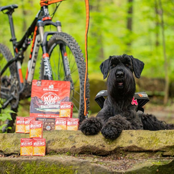 giant schnauzer in the woods