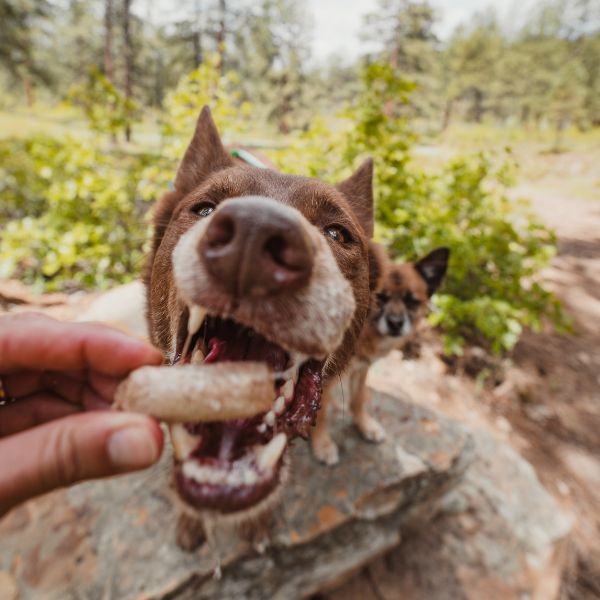 dog eating a snack on a hike