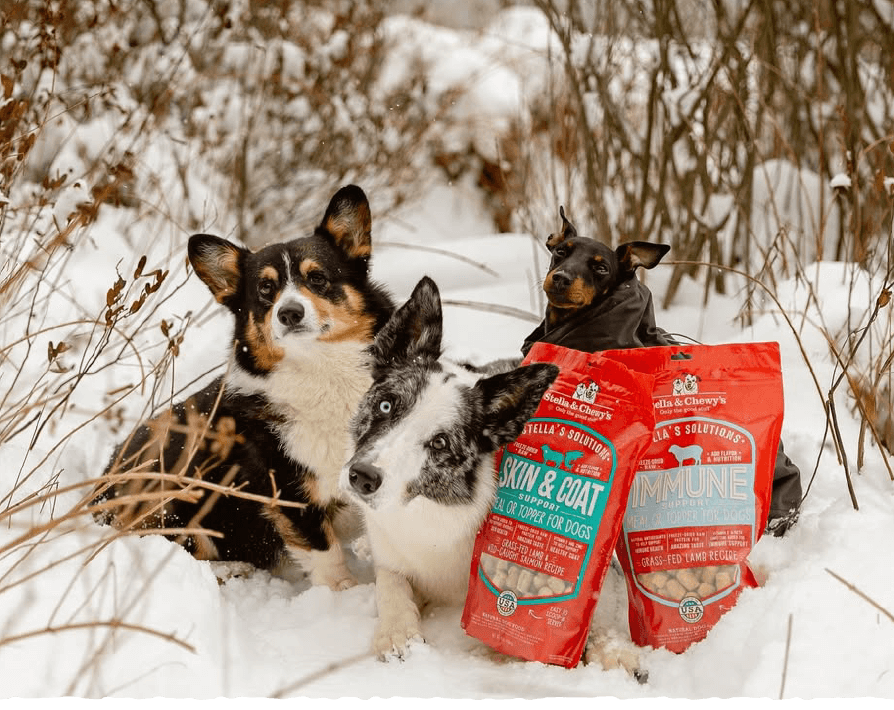 Corgi border collie miniature pinscher on a snowy hike with Stella's Solutions freeze-dried raw food for dogs skin & coat immune boost