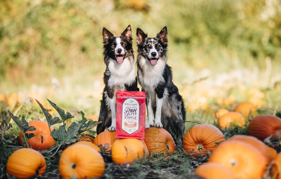 How much pumpkin to add to dog food best sale