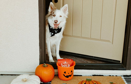 Dog Safety on Halloween