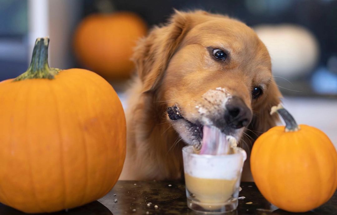 Halloween Treats For Dogs