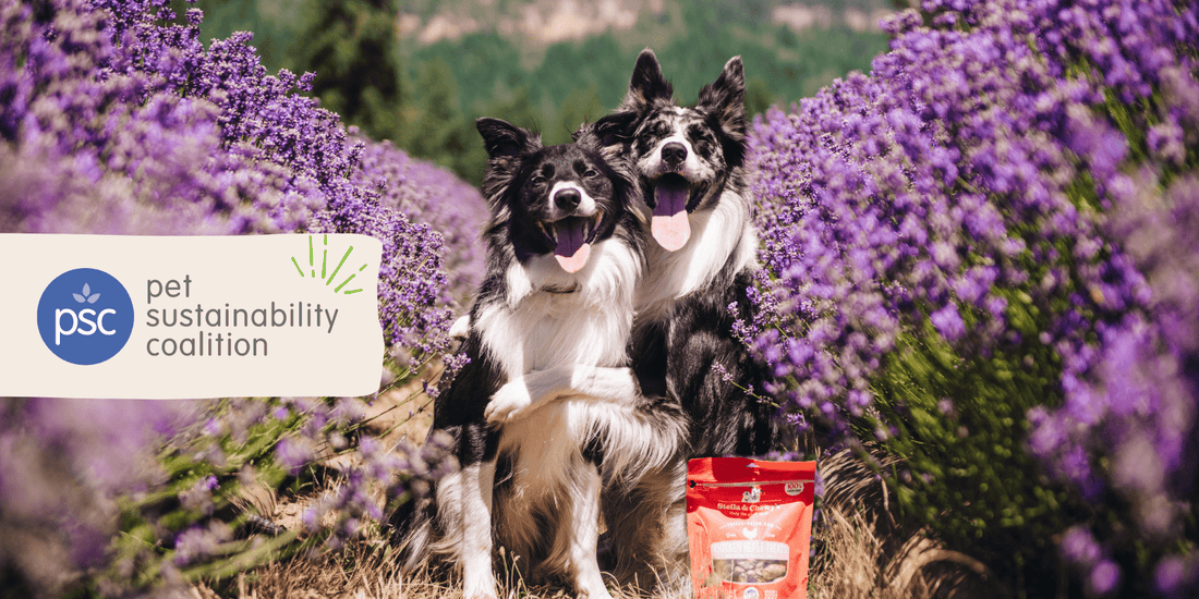 two border collies pet sustainability coalition