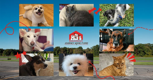 Adopted pets collage