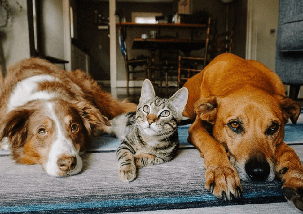 two dogs and a cat laying together