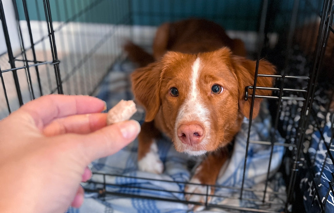 How to crate train your dog