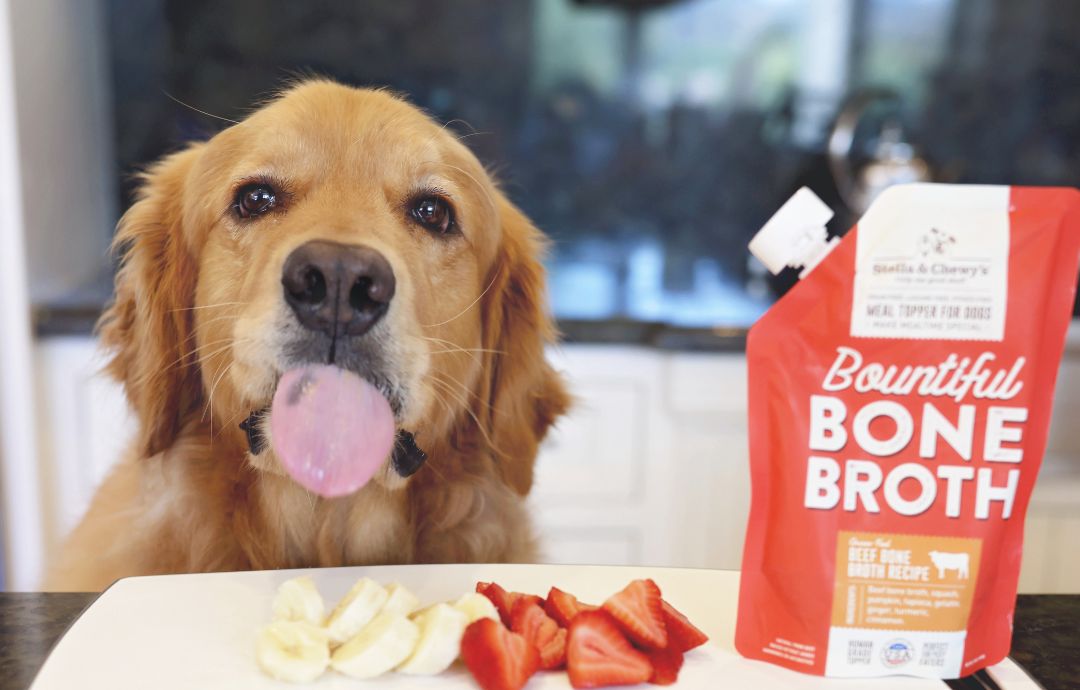 golden retriever eating pupsicles