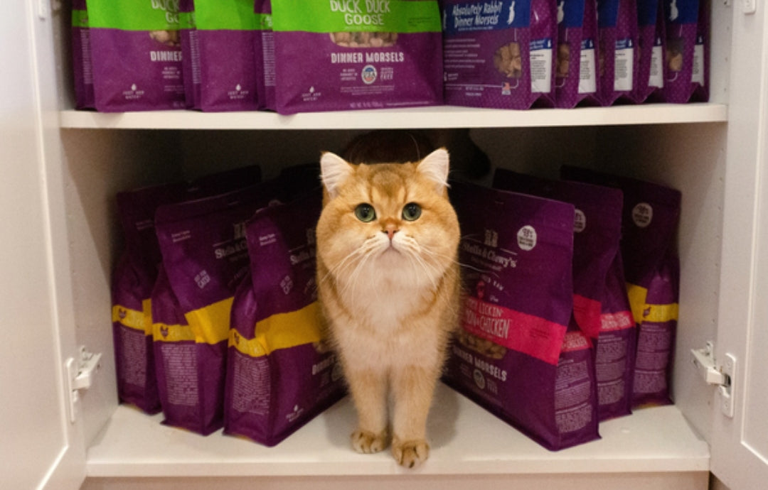 Human food toxic to cats best sale