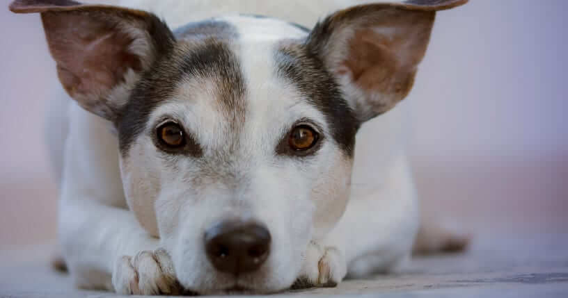 dog laying