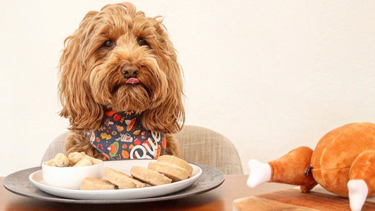 dog with dinner patties on a plate