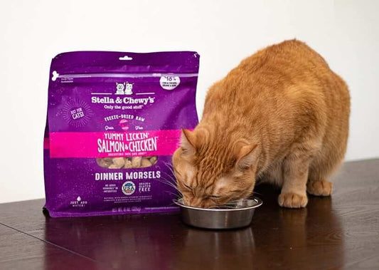 orange tabby eating freeze dried raw dinner morsels