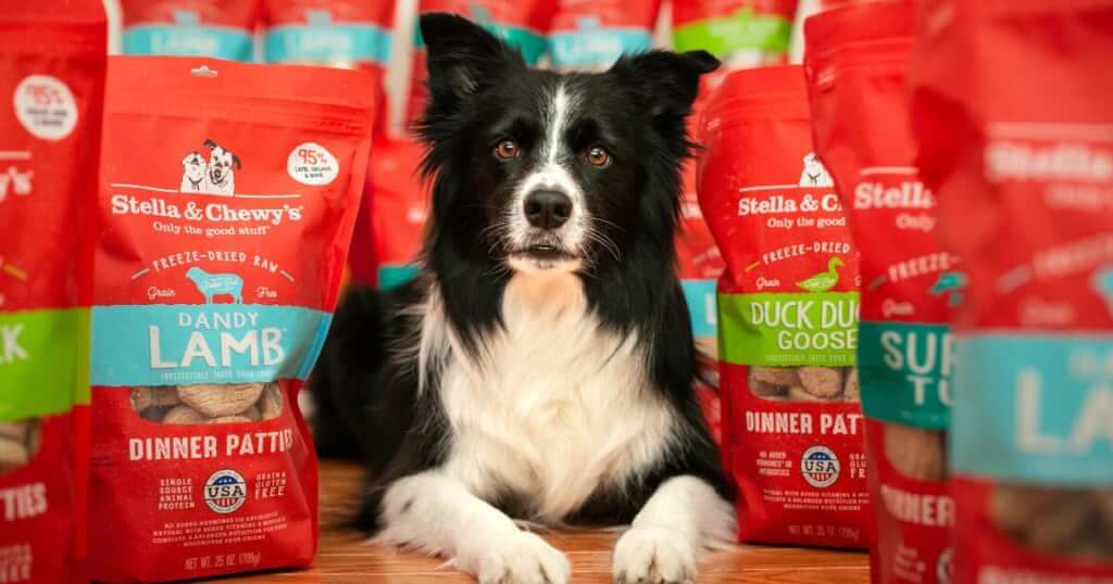 border collie laying with bags of food