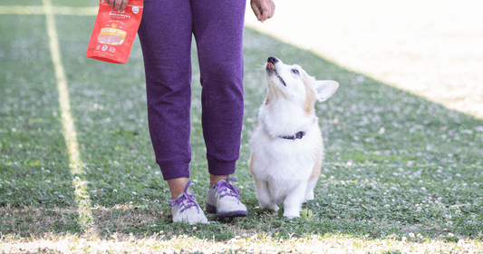 corgi training with treats