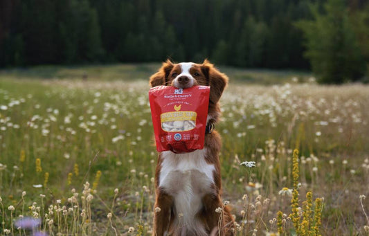 Nova Scotia Duck Tolling Retriever holding a bag of treats in a field of tall grass and wildflowers.