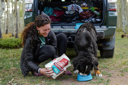 dog eating wholesome grains kibble on a camping trip