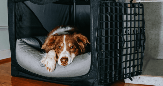 Dog lying in crate