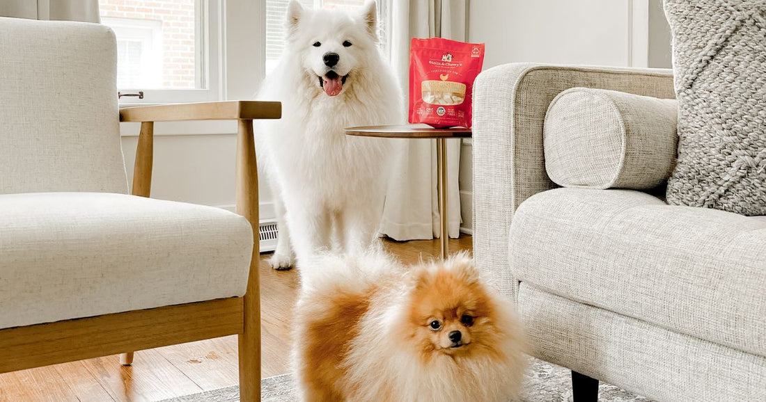 samoyed and Pomeranian