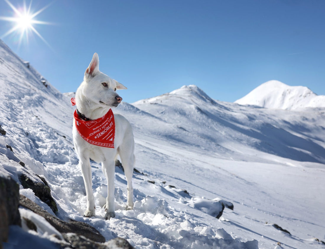 husky outside in winter