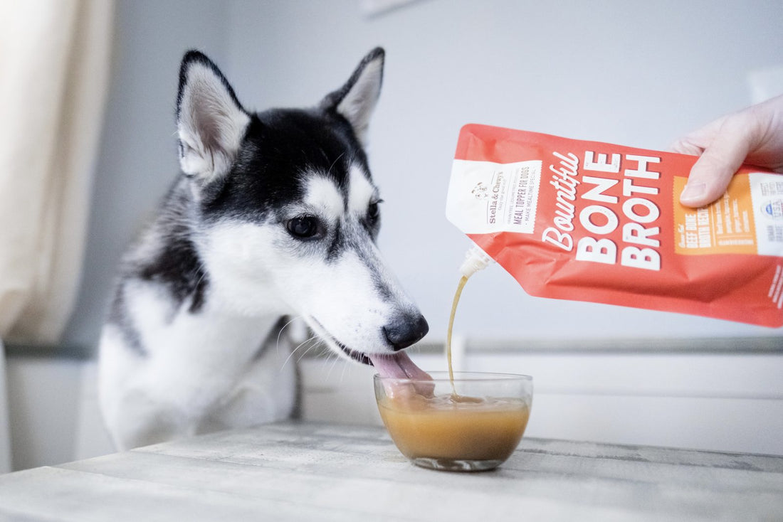 husky drinking bone broth