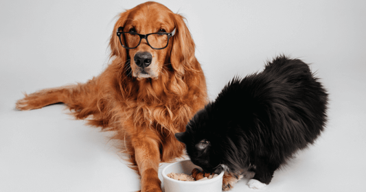 Golden retriever wearing glasses with black cat eating food