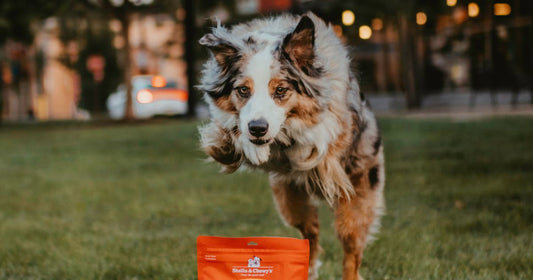 aussie jumping over a bag of treats