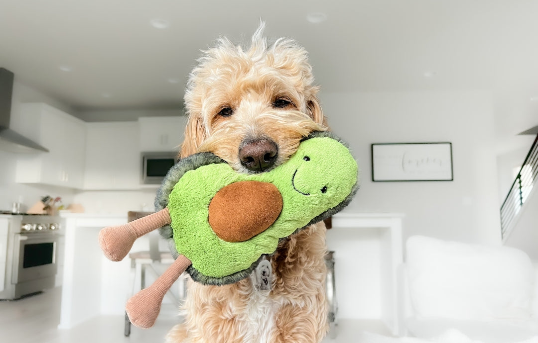 Is avocado safe for dogs to eat best sale