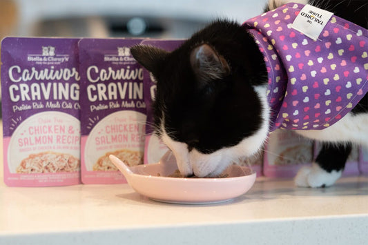 cat wearing purple bandana eating carnivore cravings