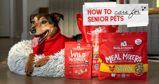 How to feed senior pets graphic