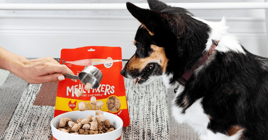 corgi ready to eat a bowl of kibble and meal toppers