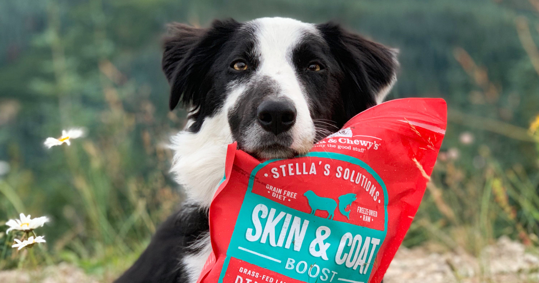 Border collie mix holding a bag of Stella & Chewy's Stella's Solutions in Skin & Coat Support.