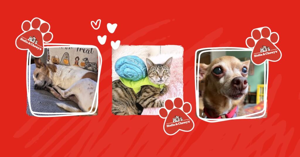 senior pet stories header