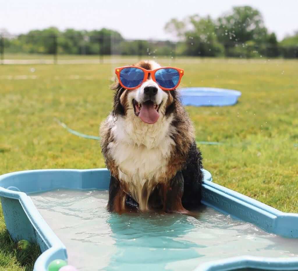 dog wearing sunglasses chilling in a bone shaped pool