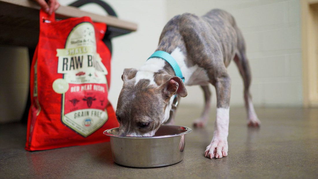 pup eating raw blend kibble