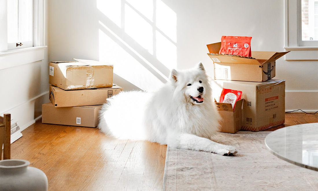 Dog surrounded by moving boxes