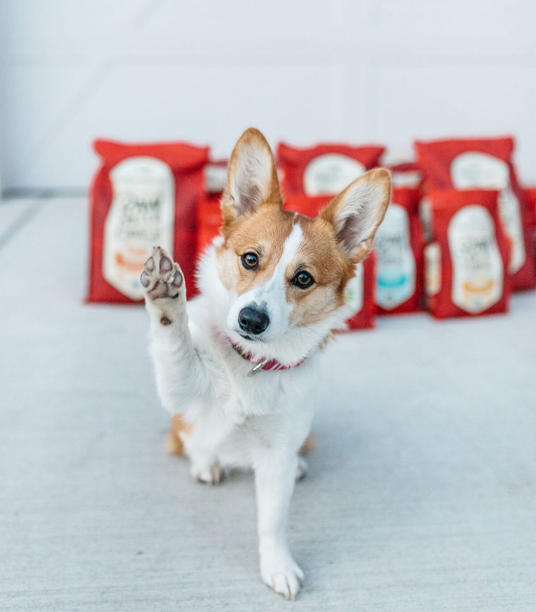 Dog showing off his trimmed nails