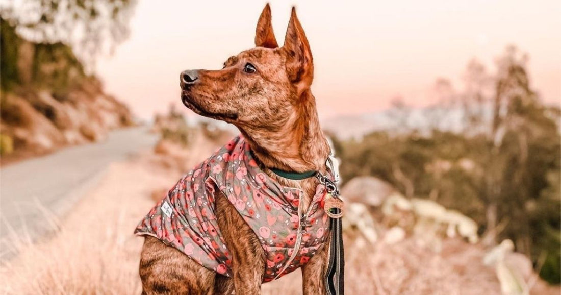 dog on a walk with a coat on