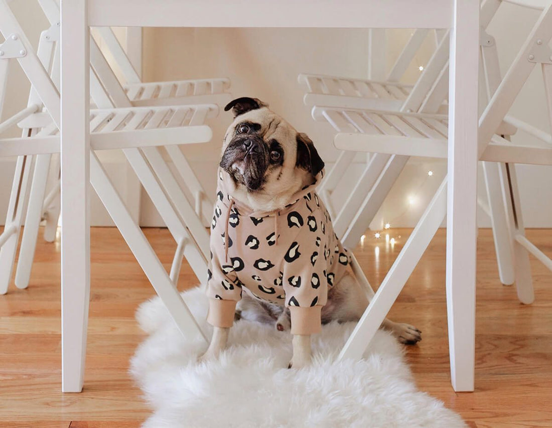 pug in sweater