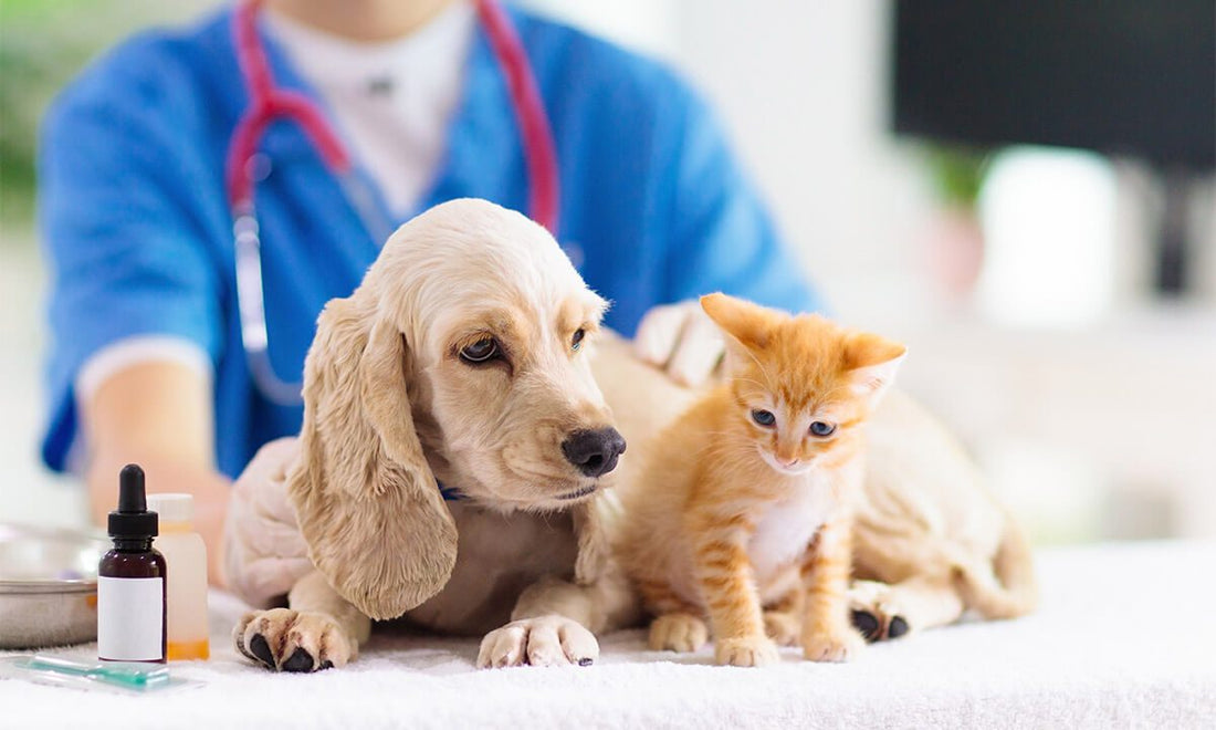 puppy and kitten at the vet