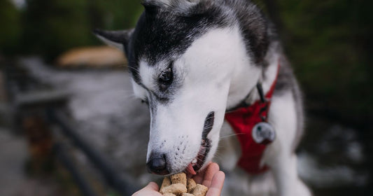 husky eating treats out of human hand