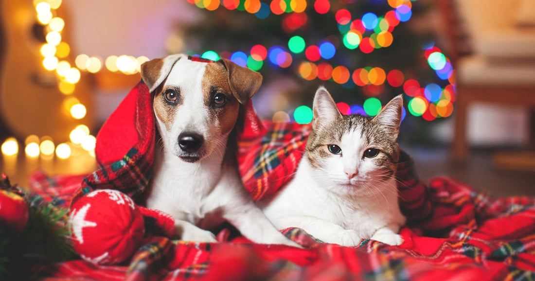 cat and dog under a plaid blanket with Christmas tree in the background