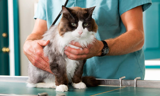 cat at the vet