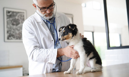 pup at the vet