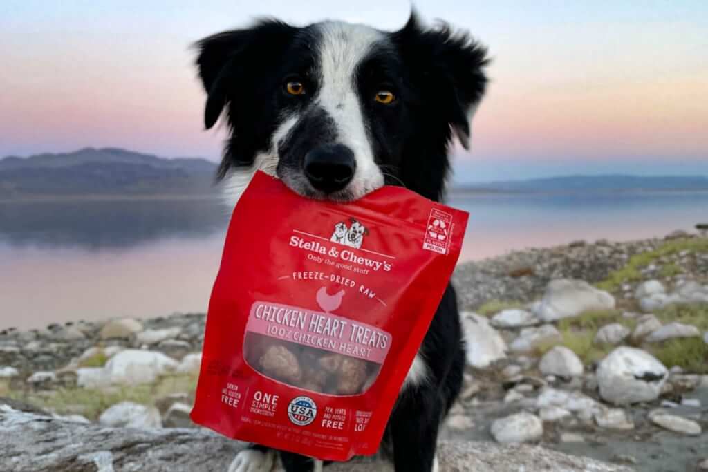 black and white border collie with bag of treats in their mouth