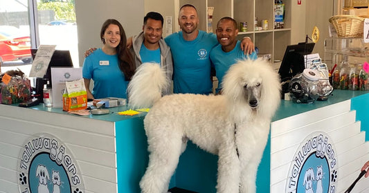 Tailwaggers employees with a white poodle at the store checkout