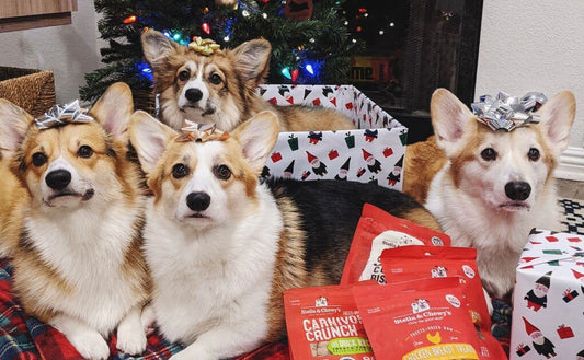 four corgis with bags of food and Christmas presents