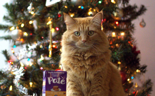 orange cat with box of pate in front of a Christmas tree