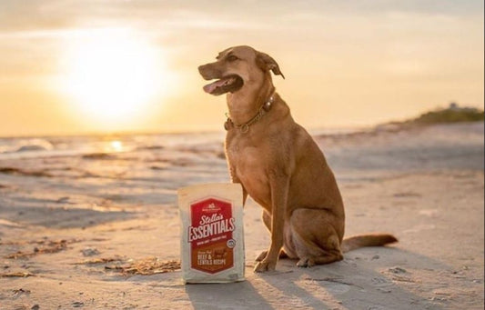 dog and Stella's Essentials at sunset