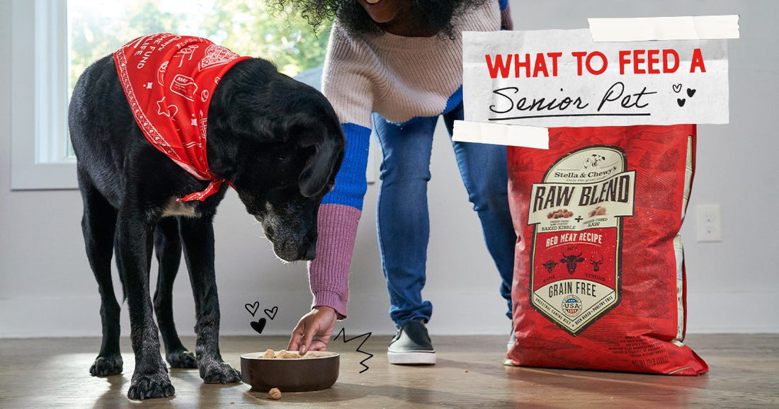 woman feeding senior black lab raw blend kibble